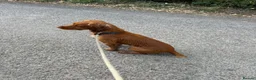 Cocker Spaniel dogs for stud: KC registered and DNA tested available for stud in Hereford - Advert 4