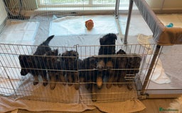 German Shepherd dogs for stud: Proven KC Registered German Shepherd  in Glasgow - Image 13