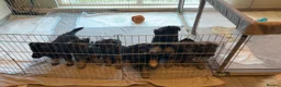 German Shepherd dogs for stud: Proven KC Registered German Shepherd  in Glasgow - Advert 13