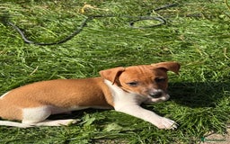 Jack Russell dogs for sale: Minature short haired Jack Russell puppys - Image 1