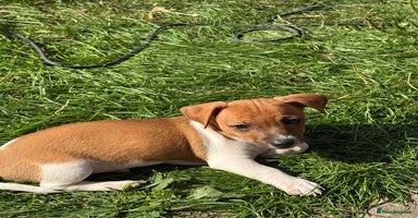 Jack Russell dogs - Advert 3