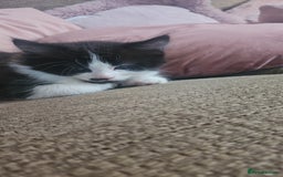 Mixed Breed cats for sale: Kittens mix breed.  - Image 6