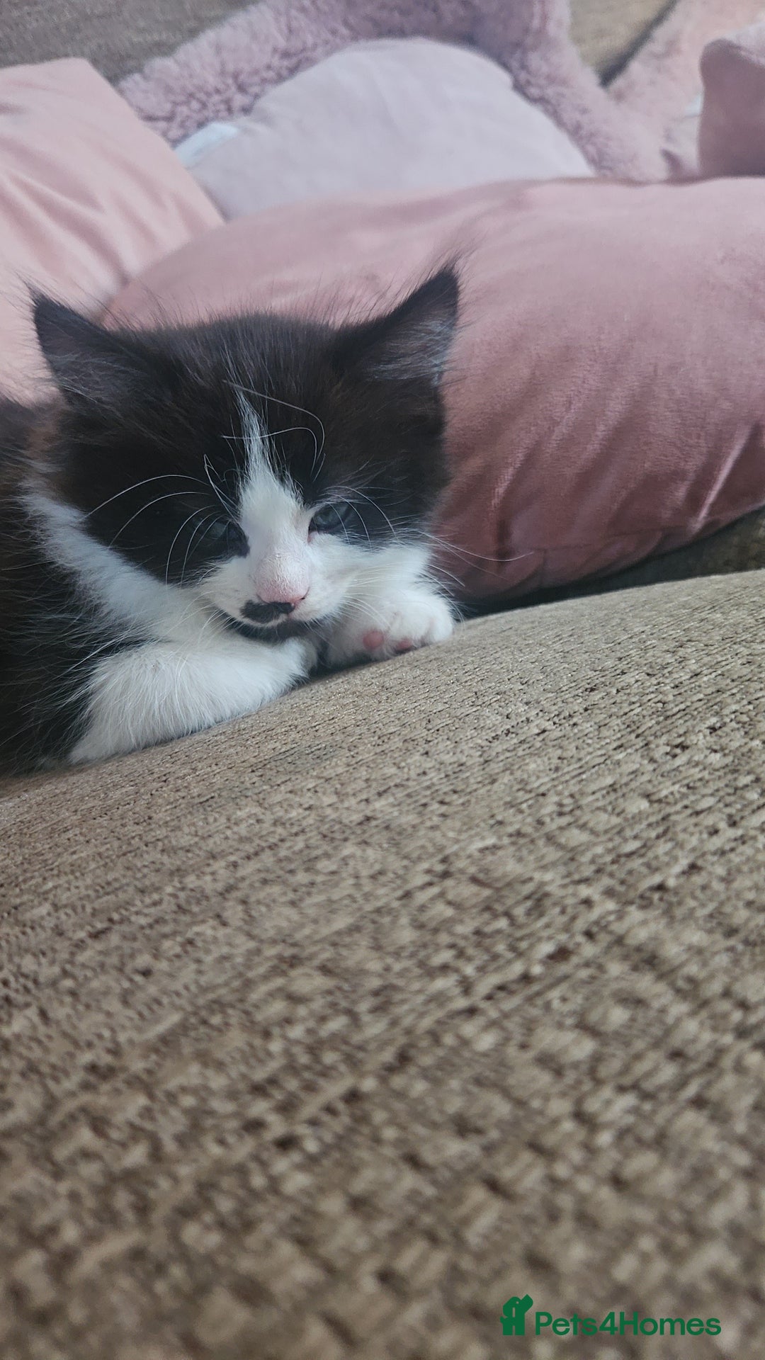 Mixed Breed cats for sale: Kittens mix breed.  - Image 6