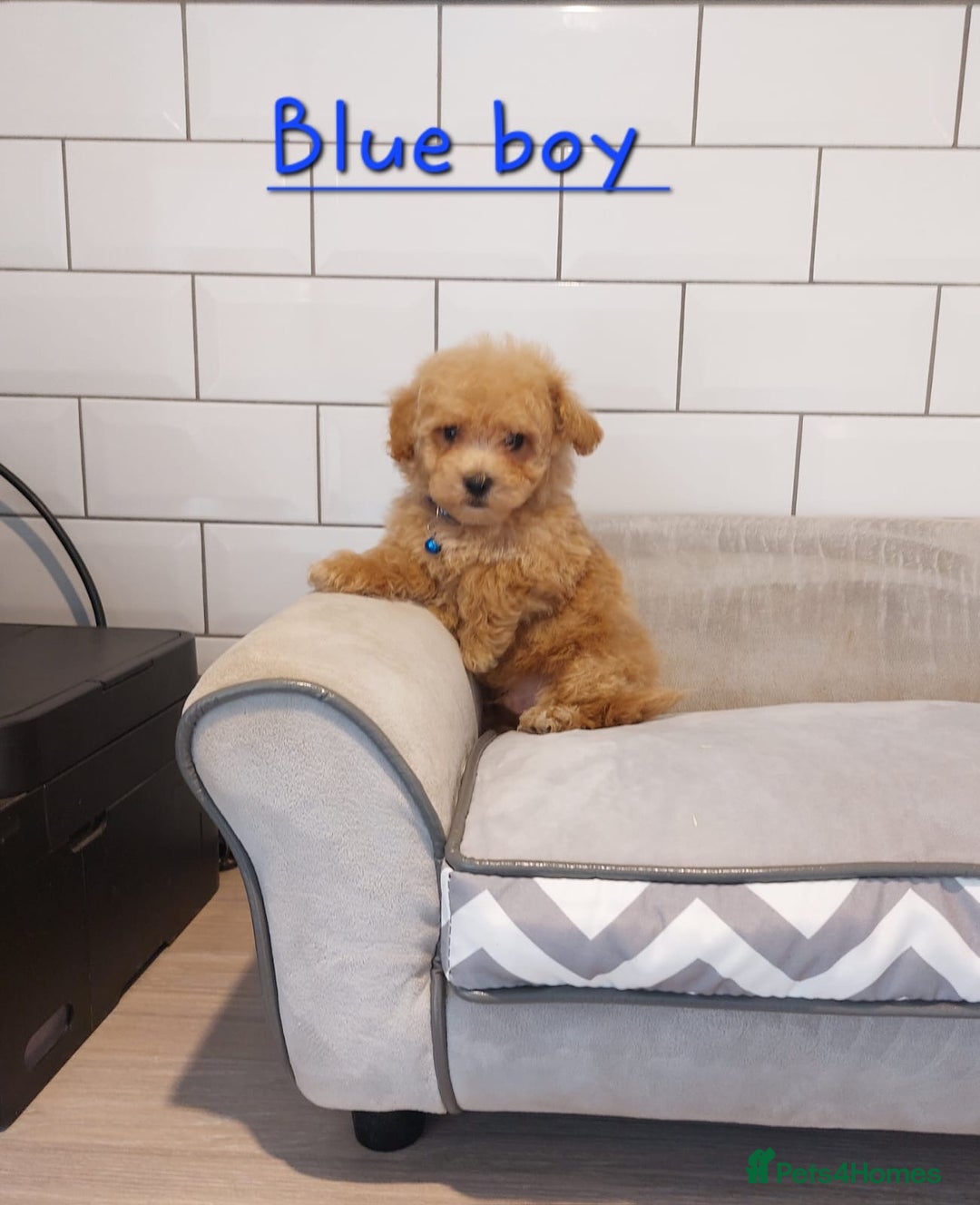 Cavapoo dogs for sale: Cavapoo F1 puppies  - Image 6