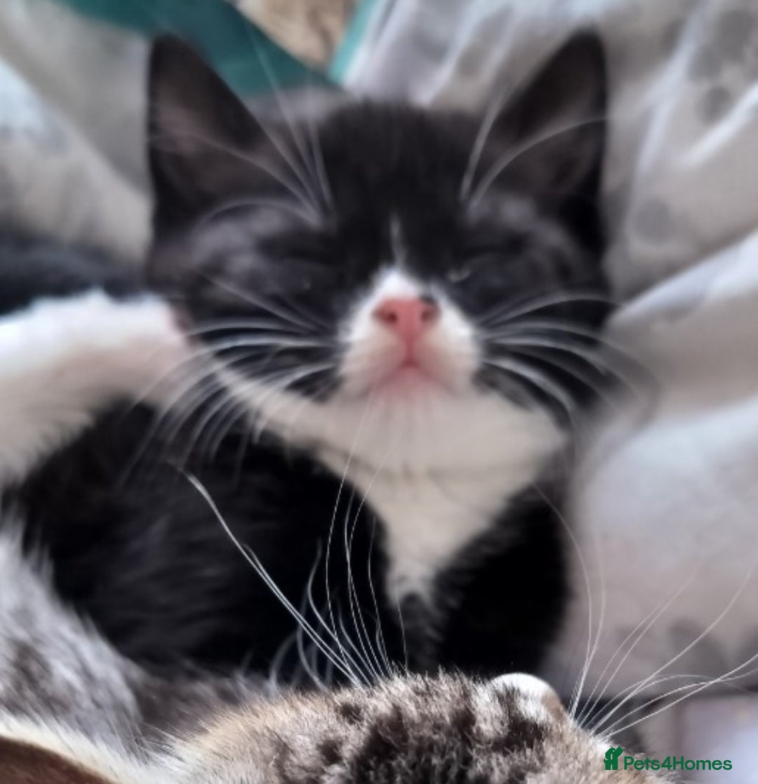 Mixed Breed cats for sale: Soft fluffy bundle of joy loving black and white - Advert 2