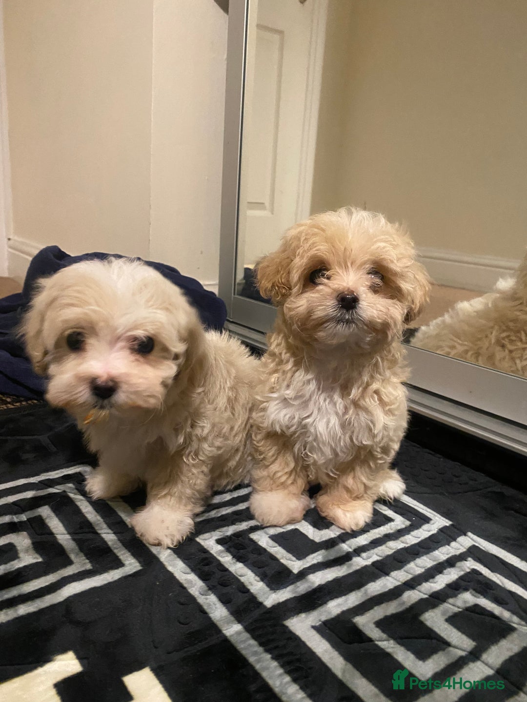 Maltipoo dogs for sale:  **  Korean maltipoo girls. - Advert 10