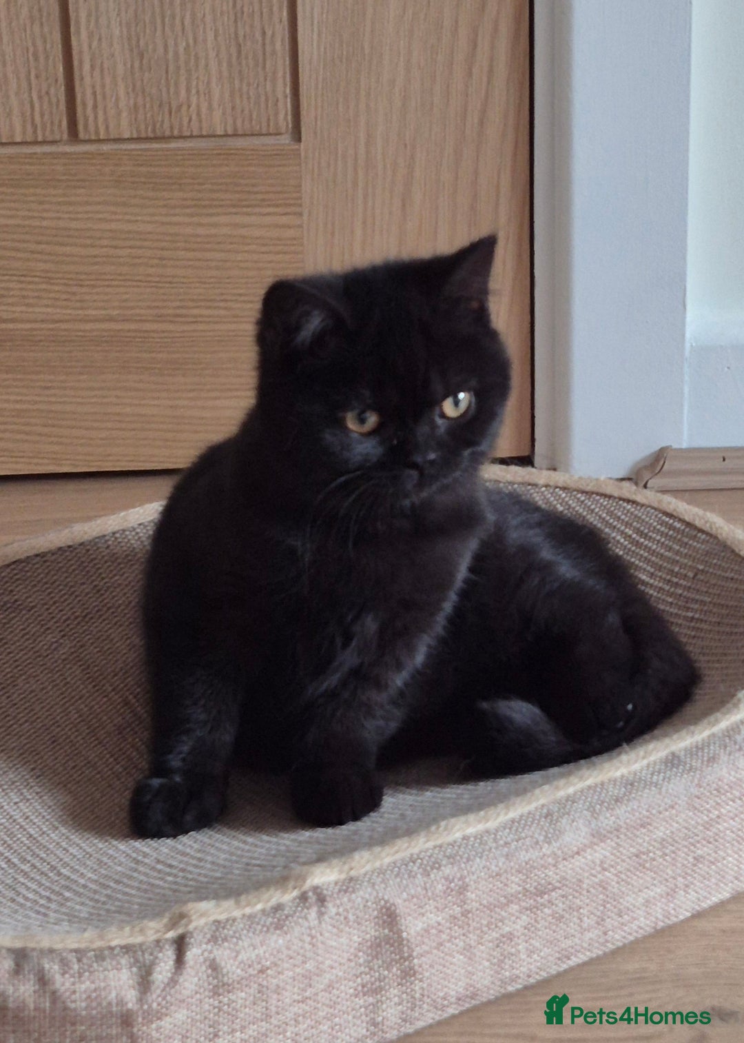 British Shorthair cats for sale: 2 Stunning full BSH kittens available - Advert 12