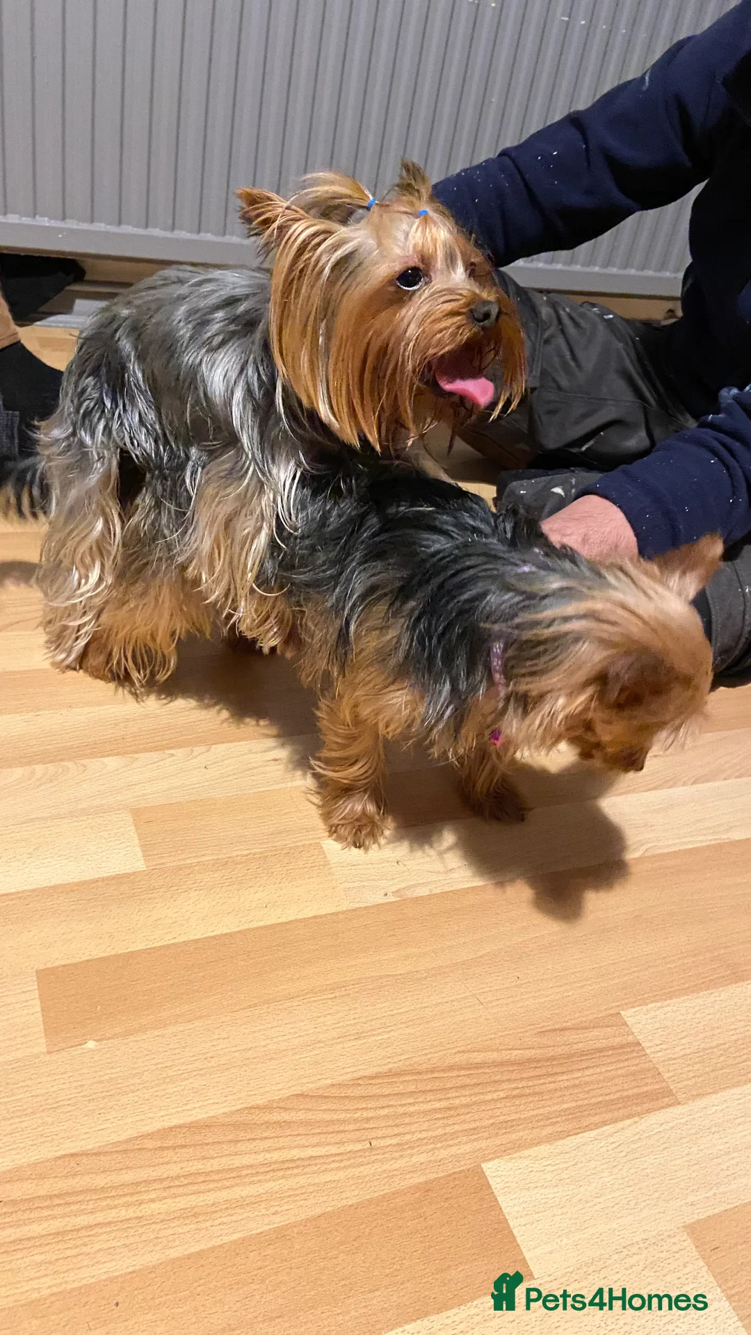 Yorkshire Terrier dogs for stud: Yorkshire terrier for stud  in Hornchurch - Advert 15