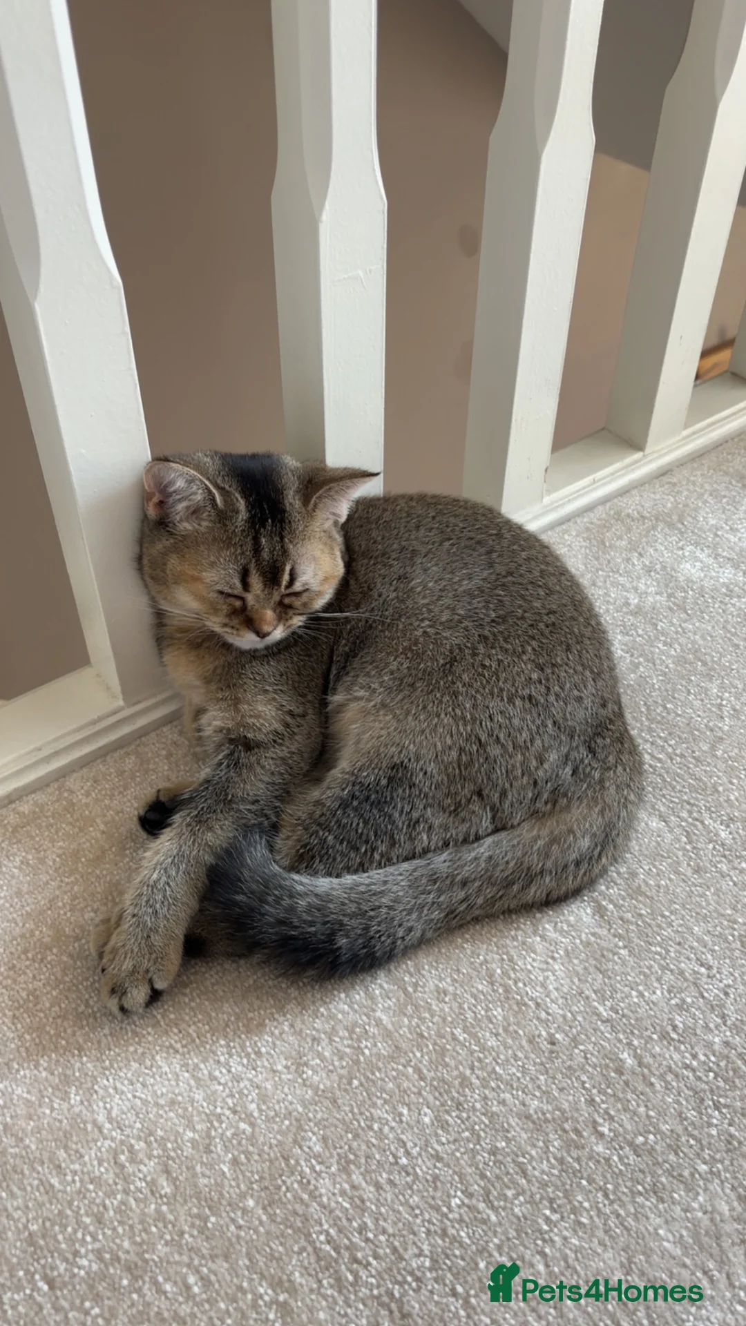 British Shorthair cats for sale: British shorthair  - Advert 4