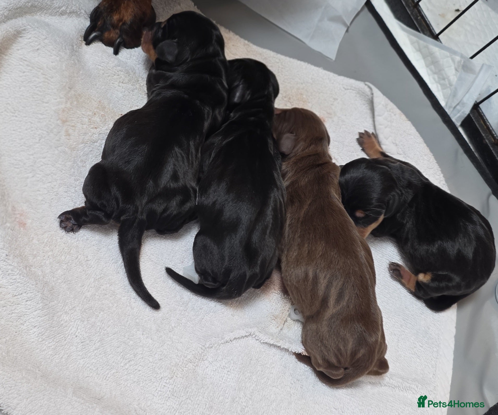 Miniature Dachshund dogs Miniature Dachshund  - Advert 2