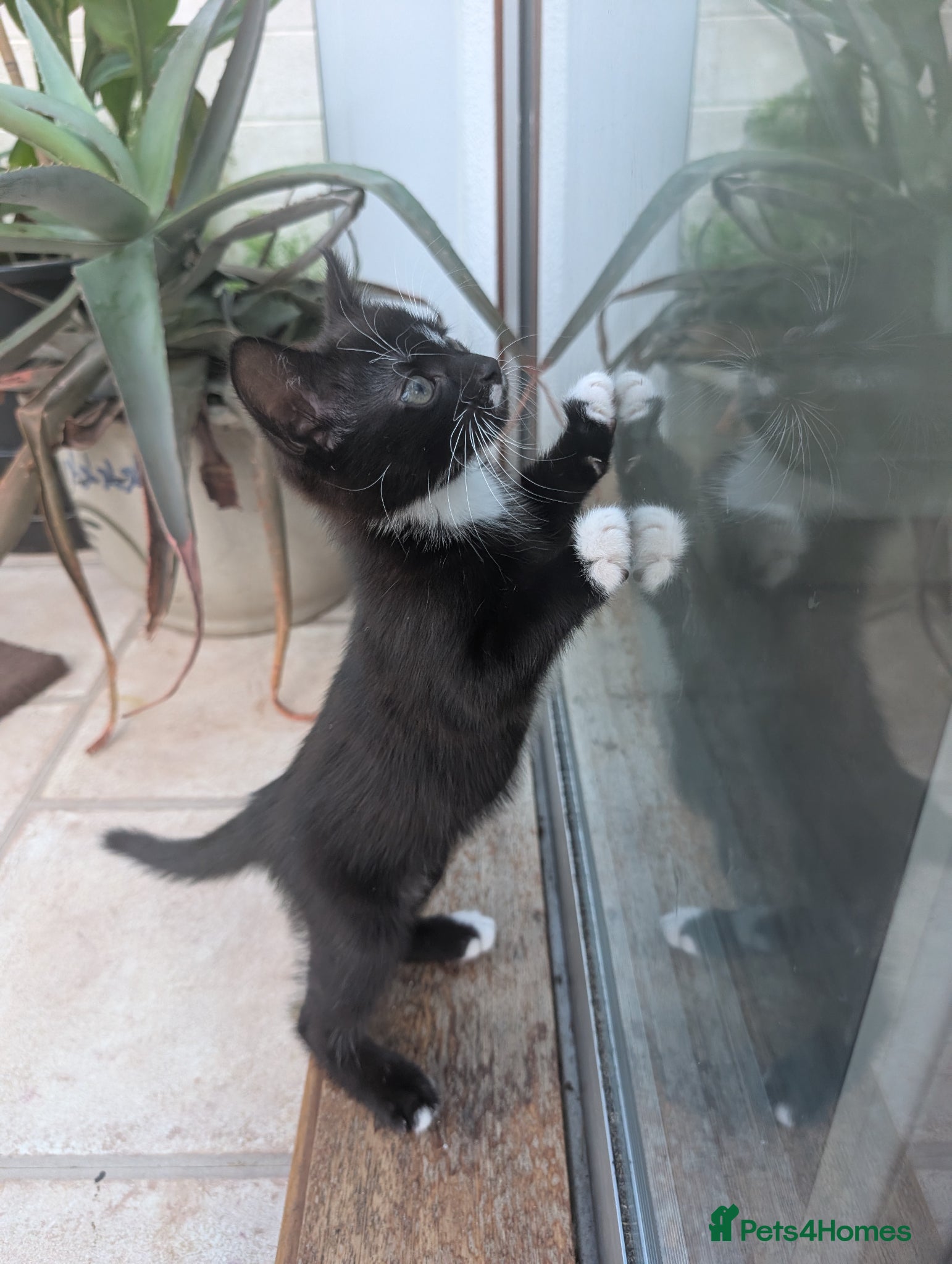 Mixed Breed cats Black kitten with brown stripes - Advert 12