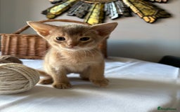 Abyssinian cats for sale: Pure pedigree Tica registered Abyssinian kittens  - Image 8