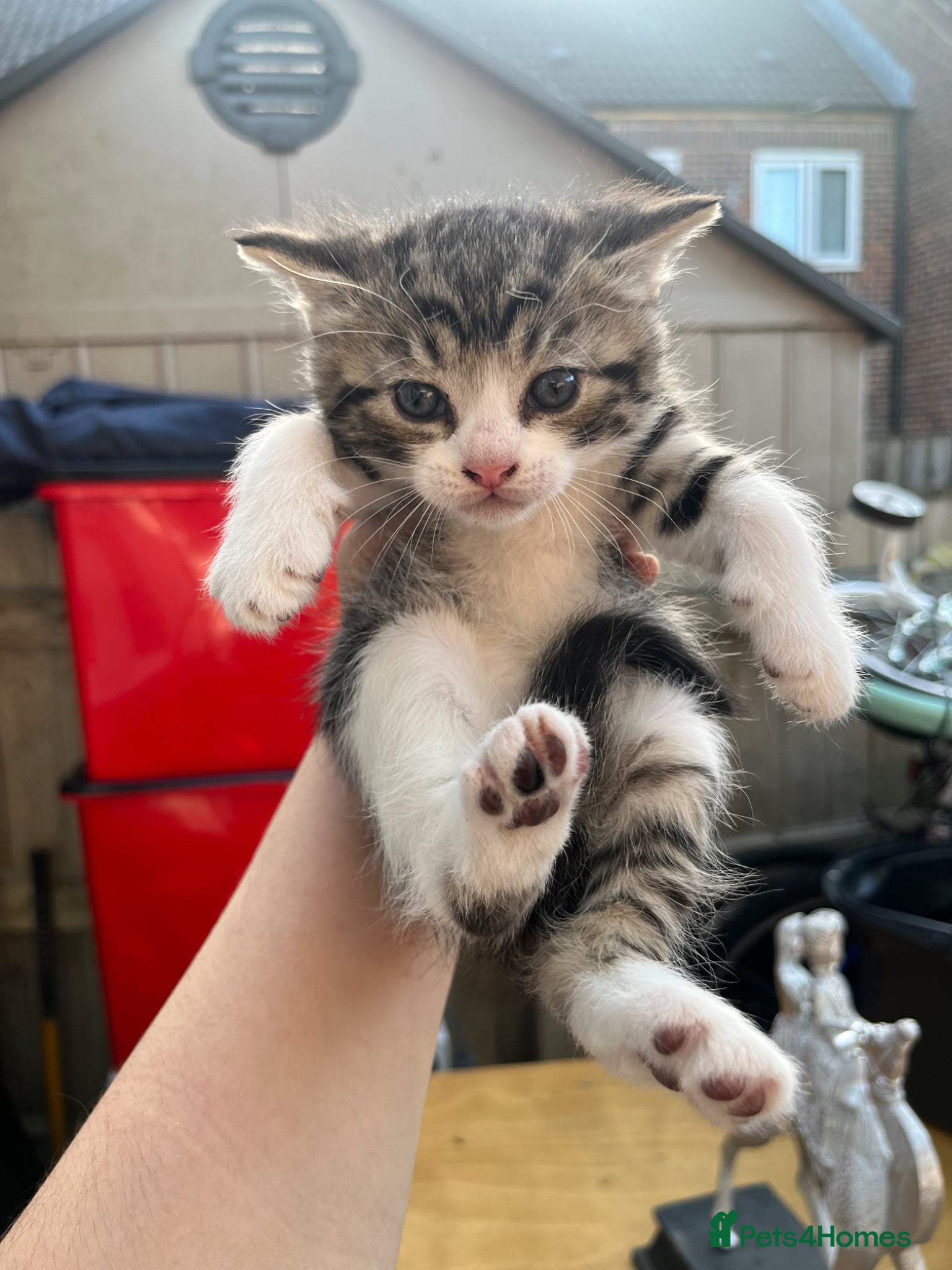 Mixed Breed cats for sale: 2 Girls & 1 Boy Looking for Loving Homes! 🏡💕 - Advert 3