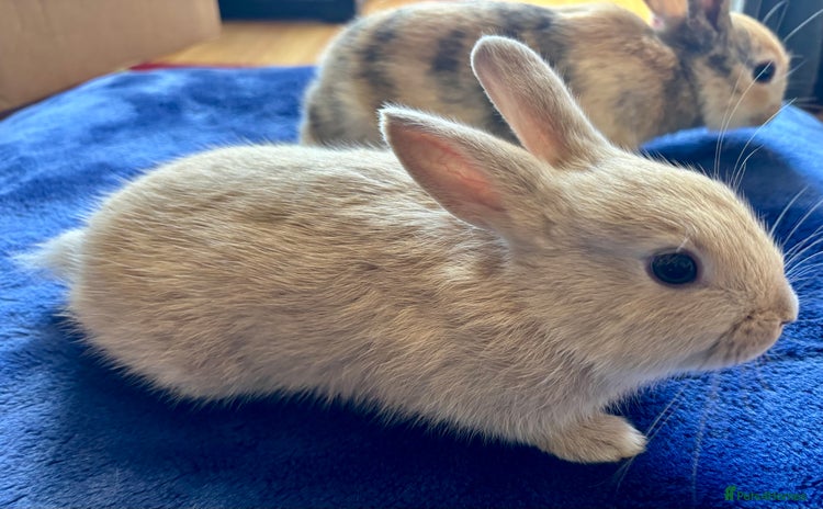 Rex rabbits - Advert 5