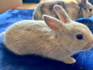 Rex rabbits for sale - Advert 1