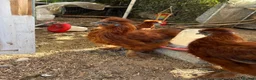 Chickens poultry for sale: Red silkie roosters  in Wakefield - Advert 2