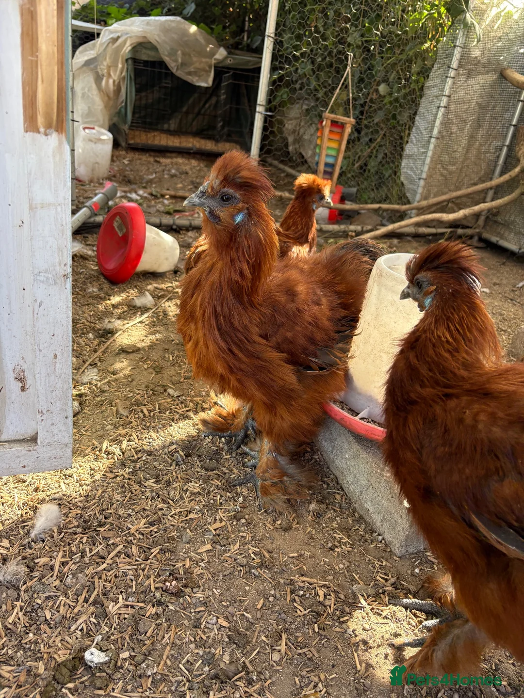 Chickens poultry for sale: Red silkie roosters  in Wakefield - Advert 2