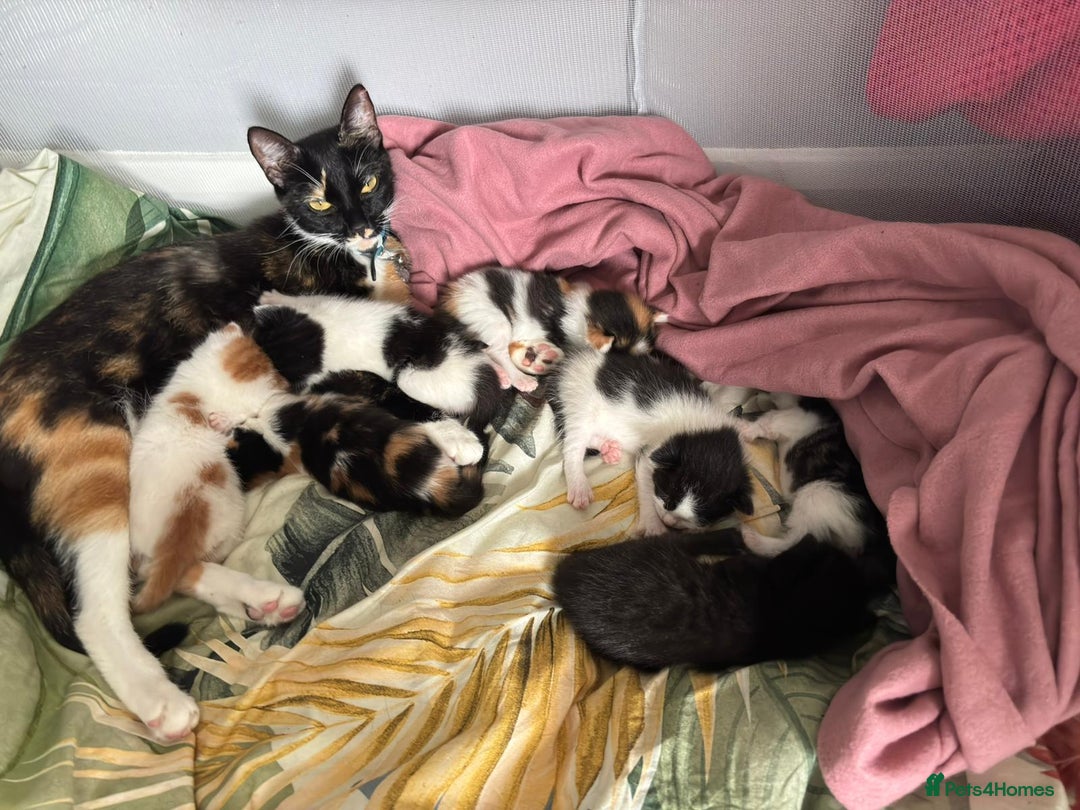 British Shorthair cats for sale: British shorthair kittens - Image 5