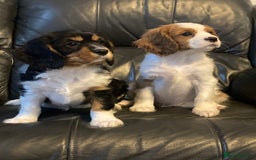 Cavalier King Charles Spaniel dogs for sale: Beautiful cavaliers  - Advert 7