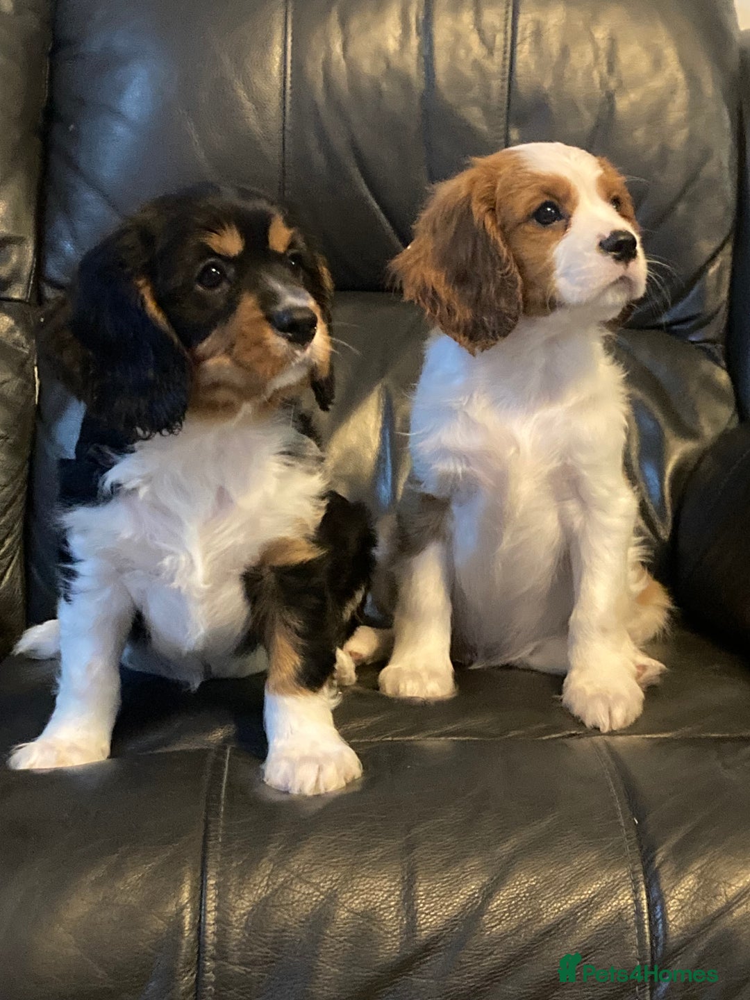 Cavalier King Charles Spaniel dogs for sale: Beautiful cavaliers  - Advert 7