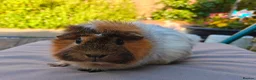 Guinea Pig rodents for sale: 2 female pair - Advert 7