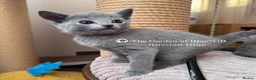 Russian Blue cats for sale: Beautiful full pedigree Russian Blue siblings  - Advert 15