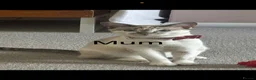 Siamese cats for sale: ORIENTAL SIAMESE × LYNX POINT SIAMESE KITTENS - Advert 3
