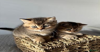 British Shorthair cats - Advert 14