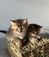 British Shorthair cats - Advert 14