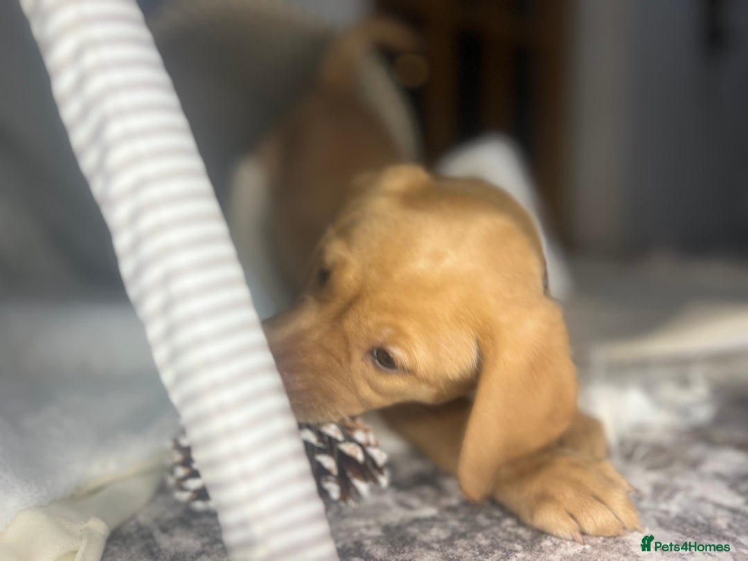 Labrador Retriever dogs for sale: Champion line KC reg dark Red Fox Yellow Labrador  - Advert 32