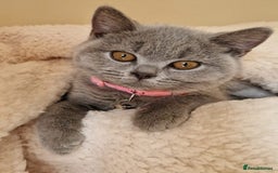 British Shorthair cats for sale: GCCF active mum and daughter blue BSH - Image 26