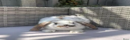 Mini Lop rabbits for sale: Beautiful mini lop rabbits  - Advert 15