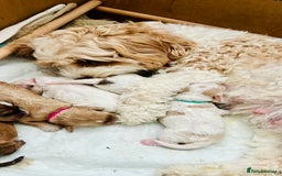Cavapoochon dogs for sale: 6 beautiful Cavapoochons for sale. Wilmslow. - Image 7