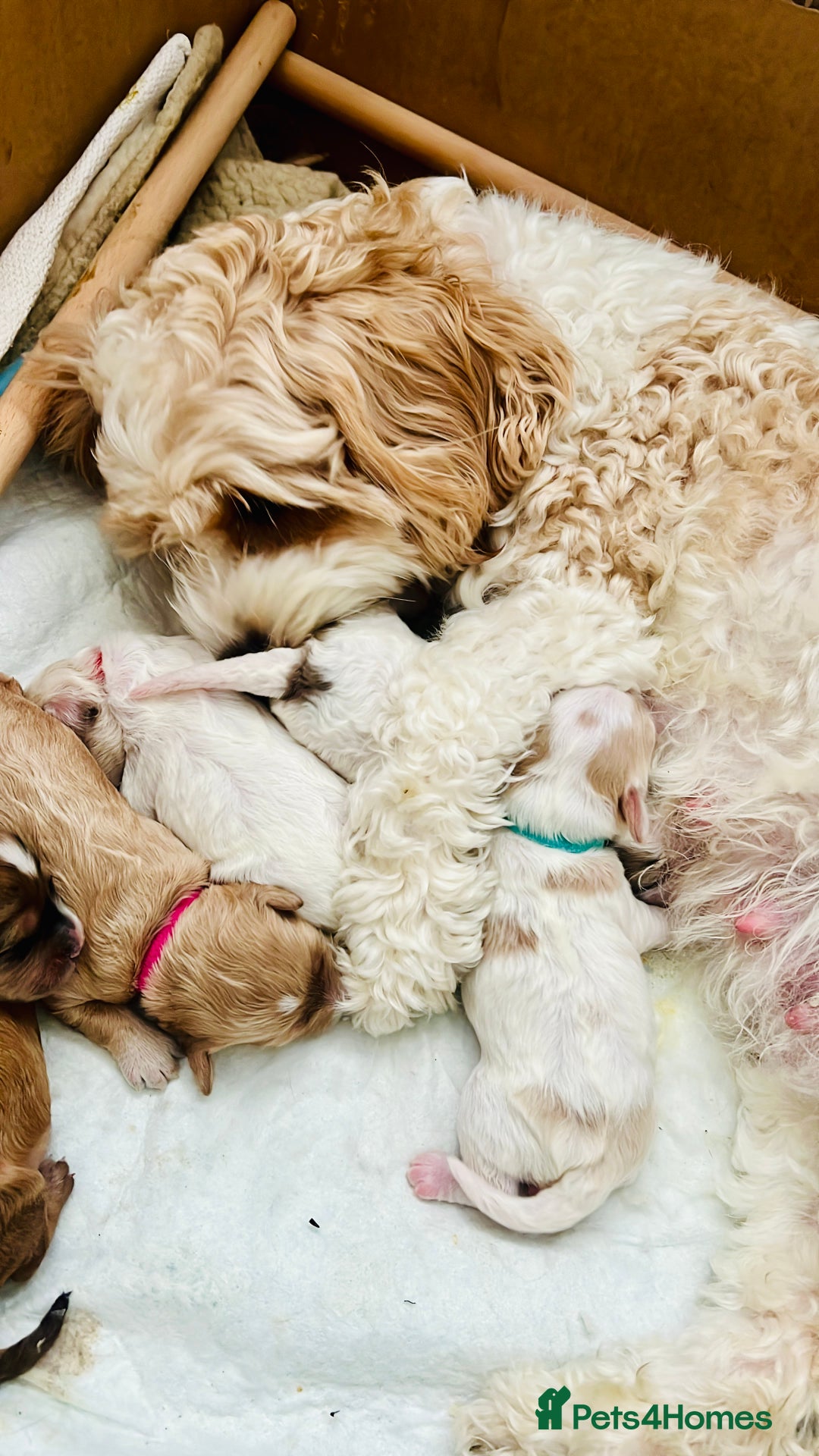 Cavapoochon dogs for sale: 6 beautiful Cavapoochons for sale. Wilmslow. - Image 7