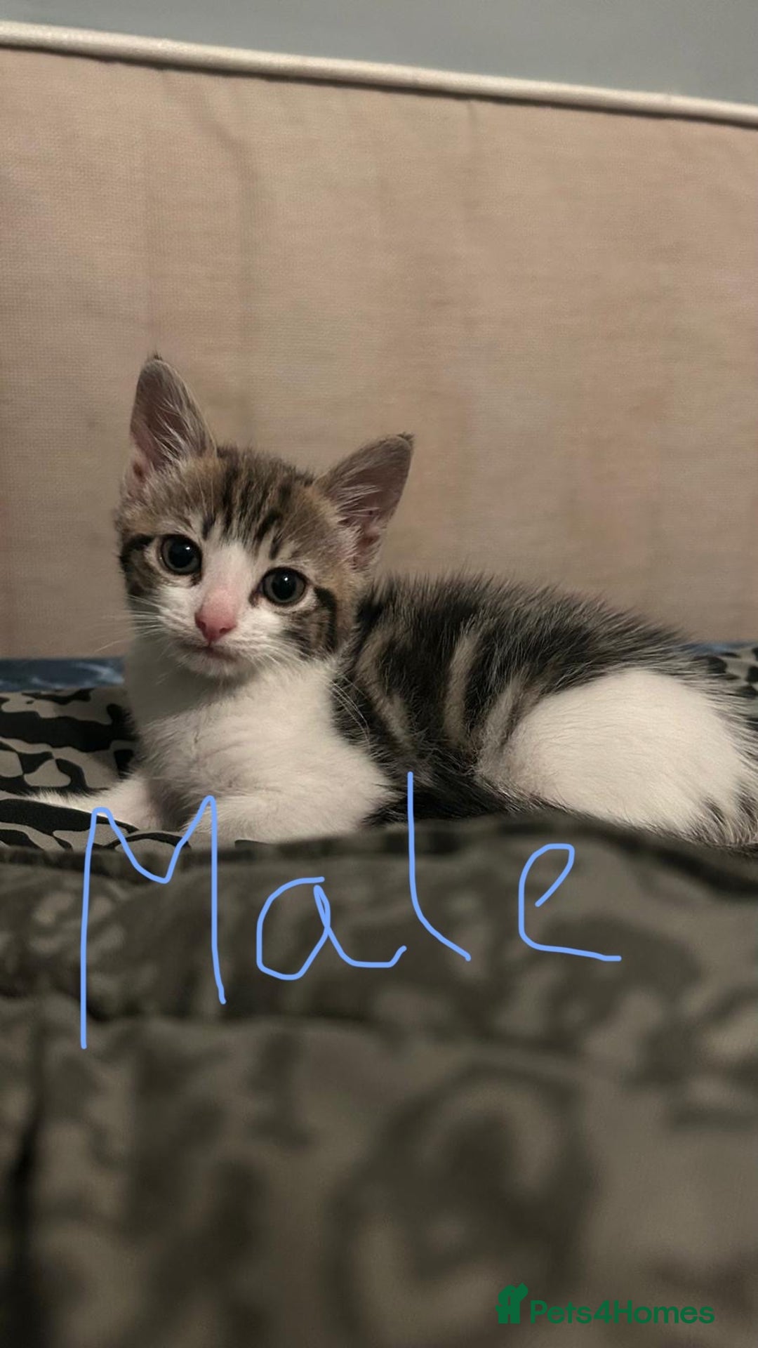Mixed Breed cats for sale: Kitten looking for a forever home  - Advert 7