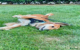 Pointer dogs for sale: Meet Cooper – A Friendly, Smart Cocker Spaniel Boy - Image 2