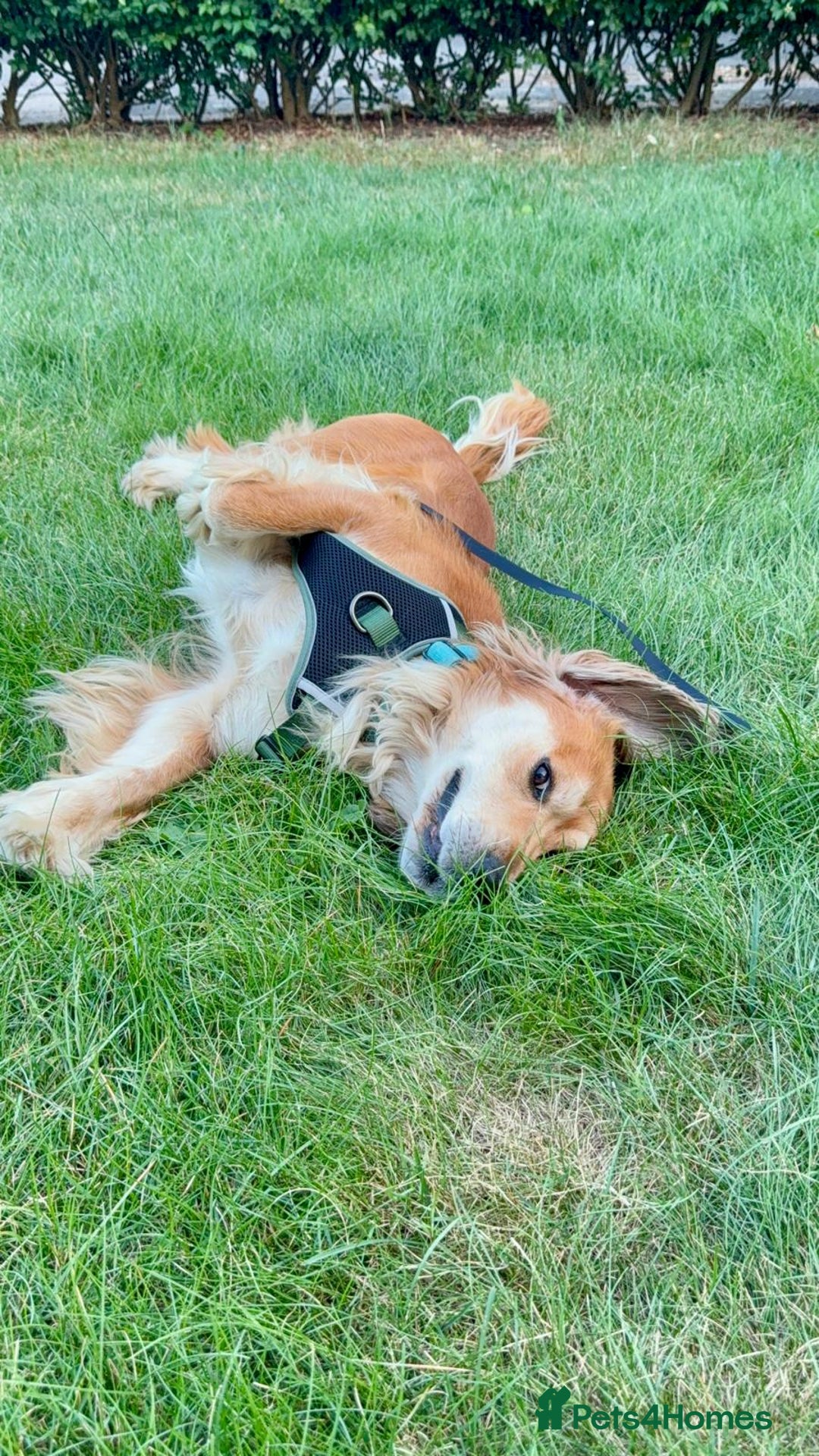 Pointer dogs for sale: Meet Cooper – A Friendly, Smart Cocker Spaniel Boy - Image 2