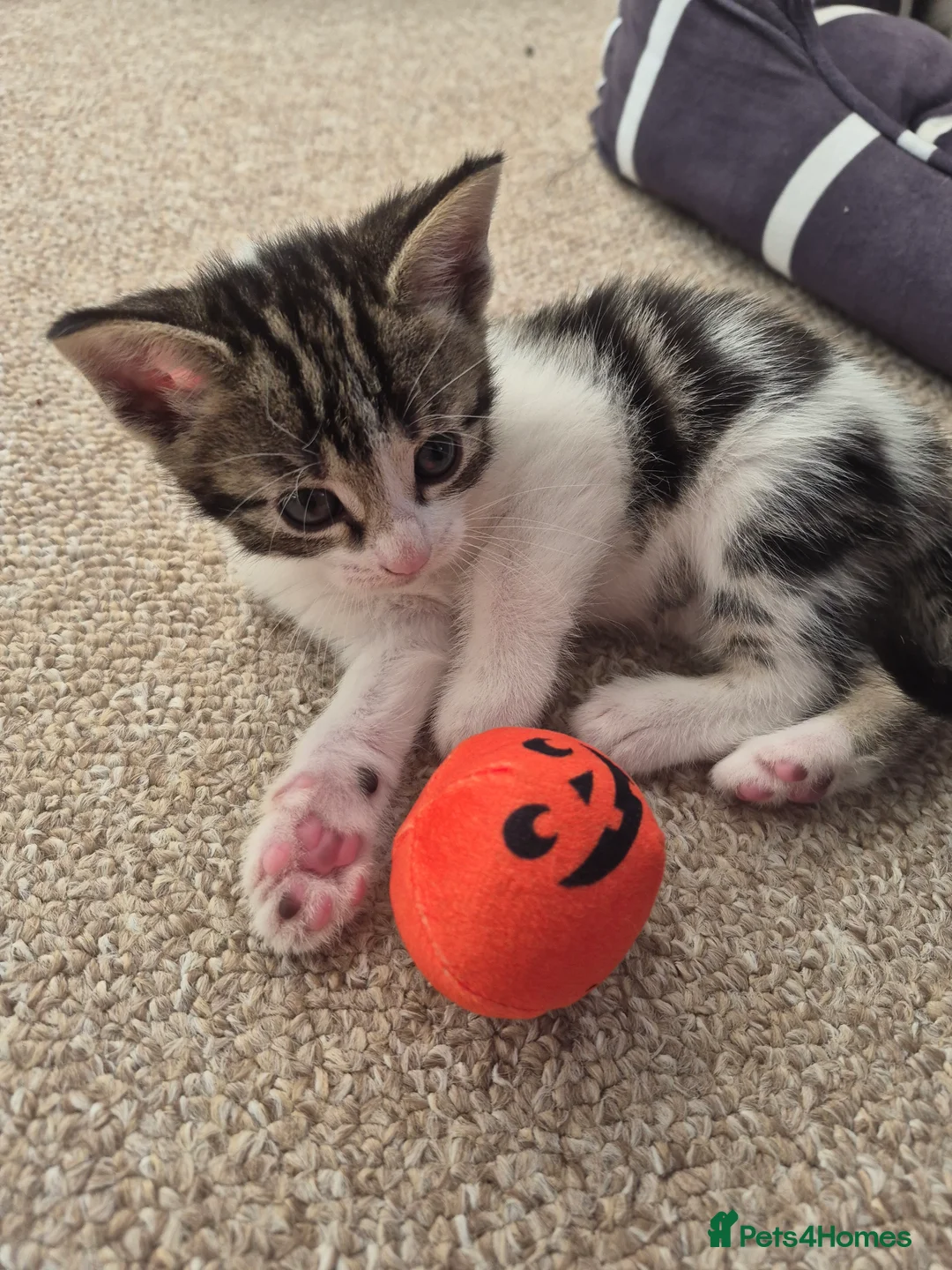 Mixed Breed cats for sale: Kittens  - Advert 9