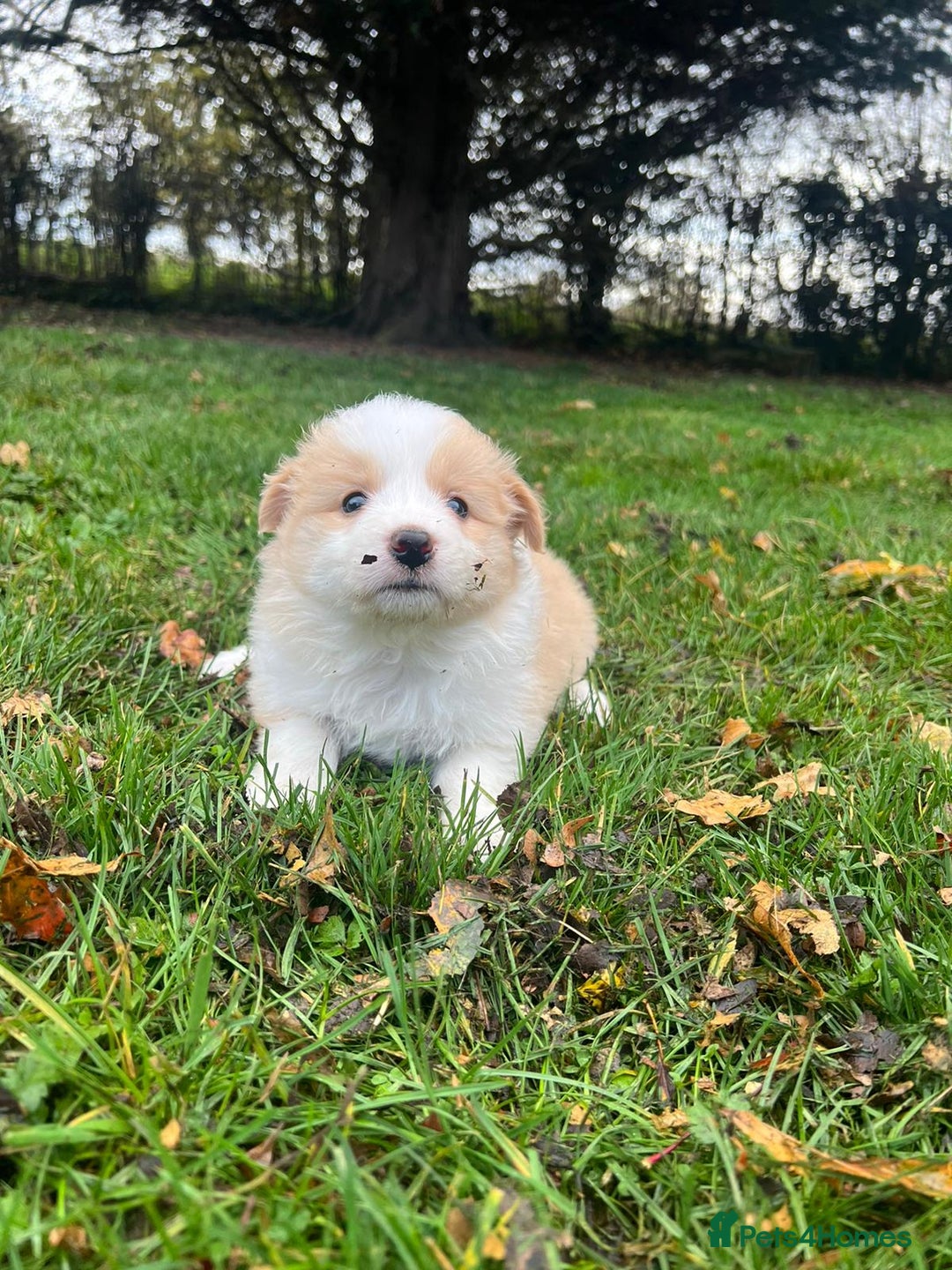 Border Collie dogs for sale: Pure Bred Border Collie Puppies For Sale - Image 18