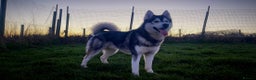 Siberian Husky dogs for stud: Proven Gorgeous Siberian Husky *FOR STUD ONLY* in Torquay - Advert 5