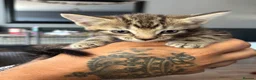 Mixed Breed cats for sale: Kittens  - Advert 5