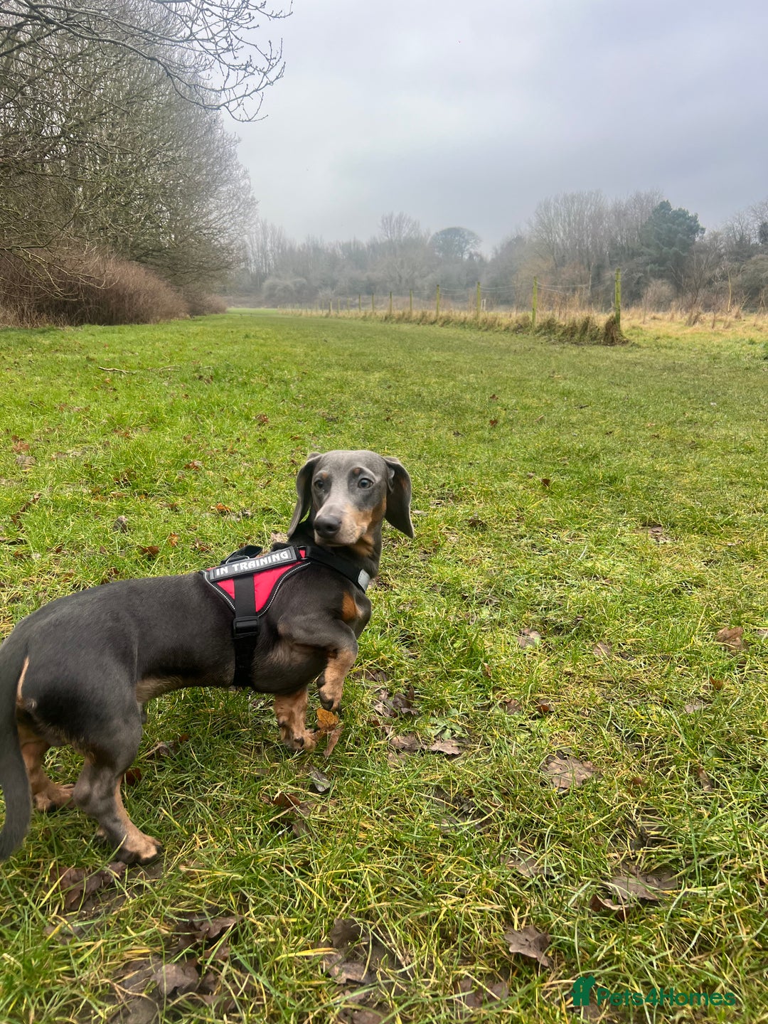 Dachshund dogs for sale: Grey and Tan Male Dachshund 17 months old - Advert 8