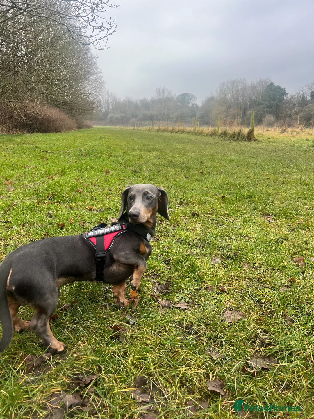 Dachshund dogs for sale: Grey and Tan Male Dachshund 17 months old - Advert 8