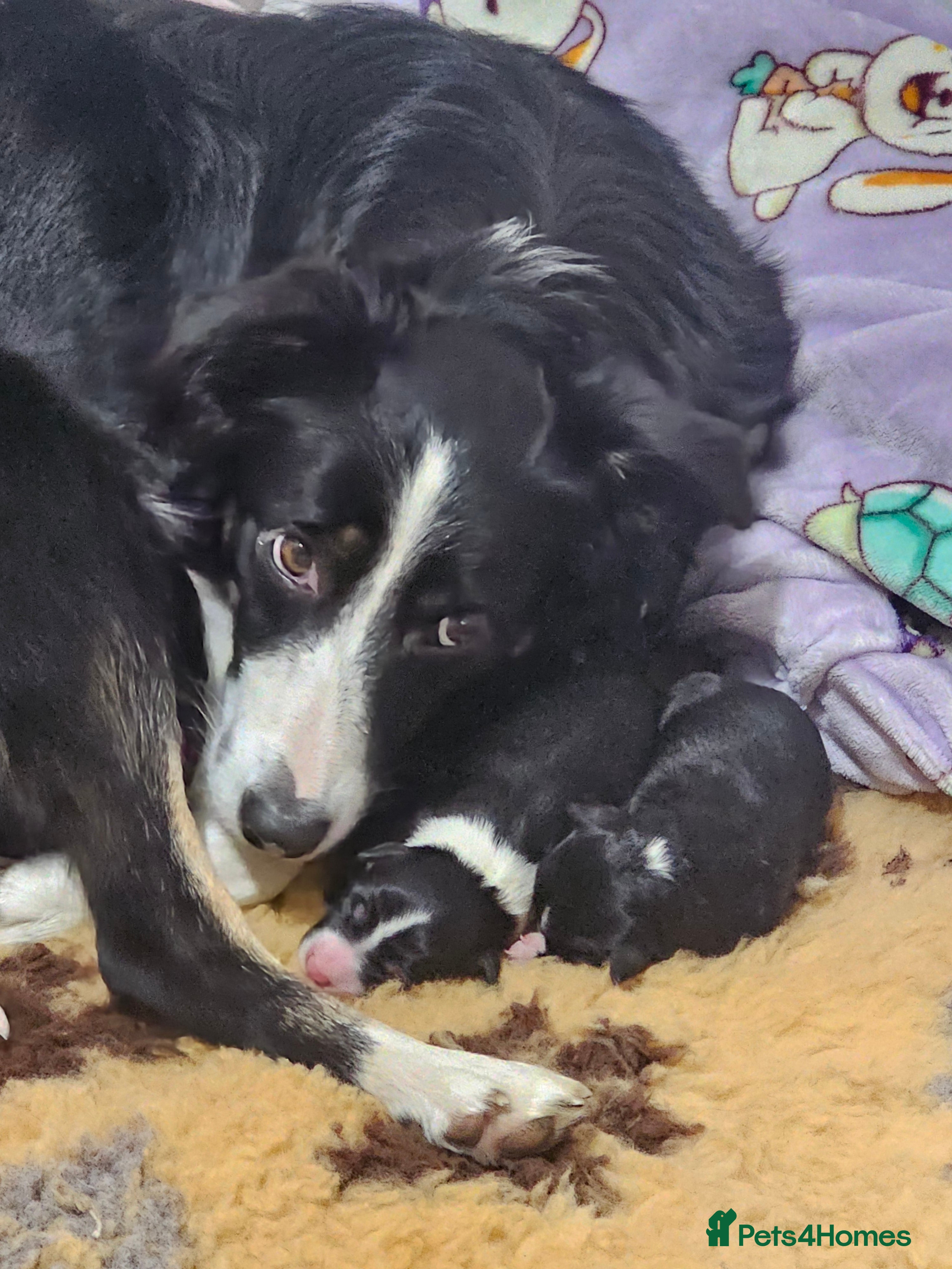 Border Collie dogs border collies (1 left) - Advert 16