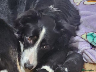 Border Collie dogs 4 female border collies - Advert 6