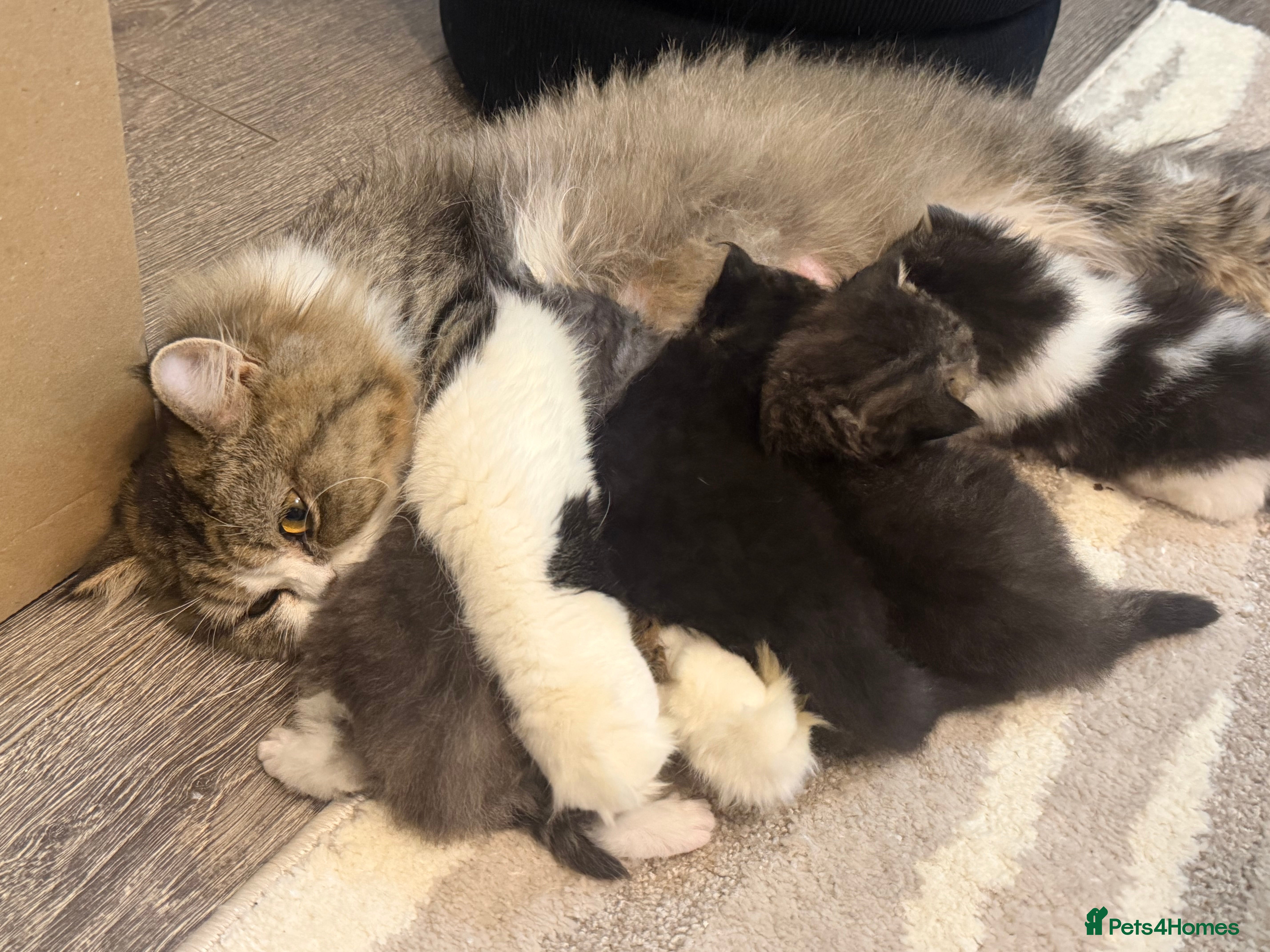 Persian cats Adorable Persian babies ready now  in Bradford - Advert 1