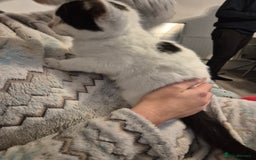 Selkirk Rex cats for sale: Tica reg  pedigree selkirk rex kittens ready now  - Advert 20