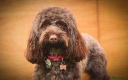 Cockapoo dogs for sale: F1b cockapoo ready to leave now last girl left - Image 21