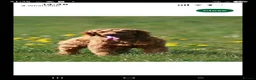 Labradoodle dogs for sale: Miniature labradoodle ready to leave now - Advert 14