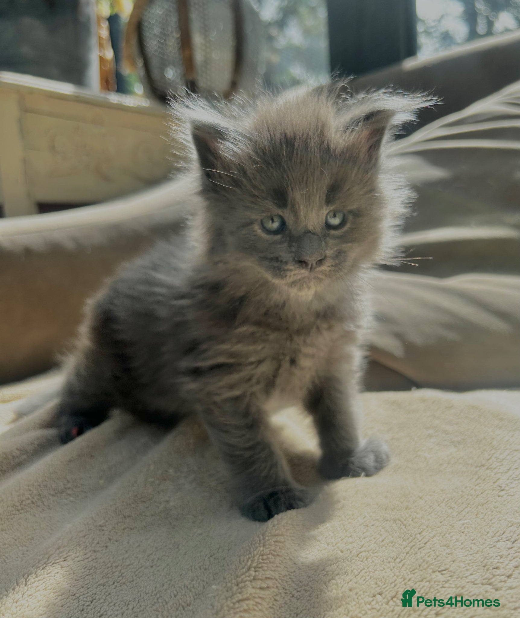 Maine Coon cats Extraordinary Chunky Maine Coon Boys- Rare Quality - Advert 2